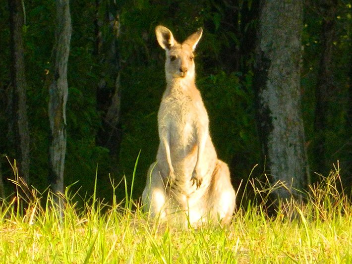 Kangaroos-31_web
